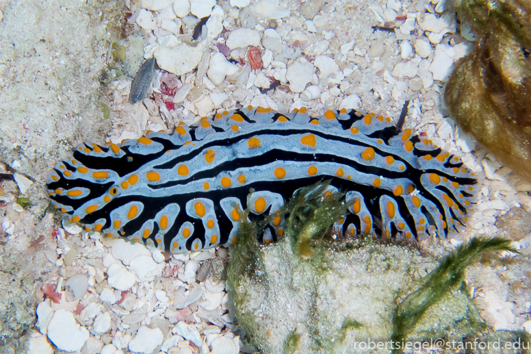 nudibranch